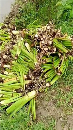 For this very reason, agricultural lands in India never lie fallow. | Colocasia Farming