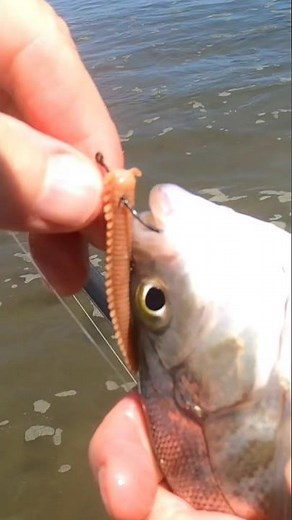 Surf Perch on Oregon Coast. Tessla Beach Fishing