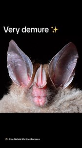 False vampire bat, true demure 😌 🦇: Woolly false vampire bat | Bat Conservation International