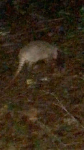 9-band Armadillo foraging