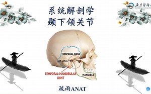 系统解剖学-颞下颌关节