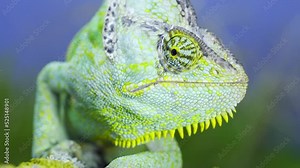 Close-up portrait of adult green Veiled chameleon sits on a tree branch and looks around, on green grass and blue sky background. Cone-head chameleon or Yemen chameleon (Chamaeleo calyptratus)