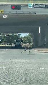 49K views · 624 reactions | EMU RUN: No, it's not something you'd only see in Australia. A domesticated Emu in the US has caused quite a commotion - escaping from its home and running through a traffic intersection as baffled motorists watched. The animal has since been returned to its owners safely. #9News | Nightly at 6.00pm | 9 News Adelaide | Facebook