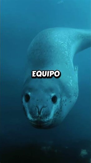 Ataque Leopardo Marino #ocean #animals #wildlife