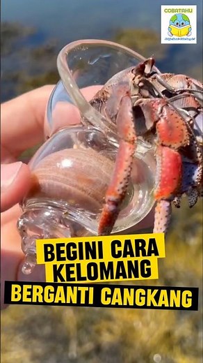 BAGAIMANA CARA KELOMANG BERGANTI CANGKANG ?