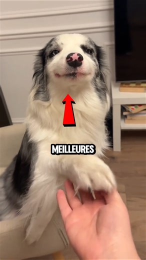 Les meilleures chiens au monde !😱