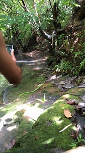 2.2M views · 38K reactions | HANAP TAYO DAMBUHALANG KINGCOBRA #animals #ForEducationalPurposesOnly #herping | Kim Vlogs | Facebook