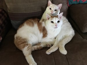 What is the most popular cat breed in the world? Feline organization ranks them.