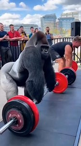 Here we go 🙂 the gorilla lift it but the bodybuilder failed 💪 #gorilla #muscles | Umar Muryani