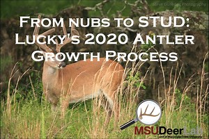 Day-lengths are shortening, testosterone levels are rising, and white-tails across the country are preparing for the breeding season. A buck's entire year revolves around the few weeks that he gets to contribute to the next generation. What started as soft fuzzy nubs in April are now hardened antlers designed to attract attention from does and show the competition who's boss. | MSU Deer Lab