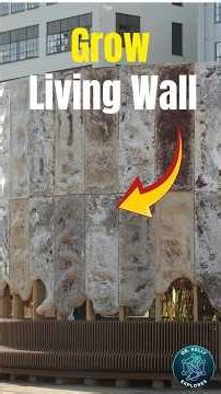 Grow Building Insulation From Fungus #shorts