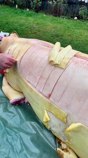 Butchering a Side of Beef: Step-by-Step Guide