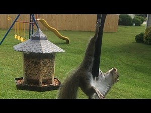 SQUIRREL GETS STUCK ON BIRD FEEDER