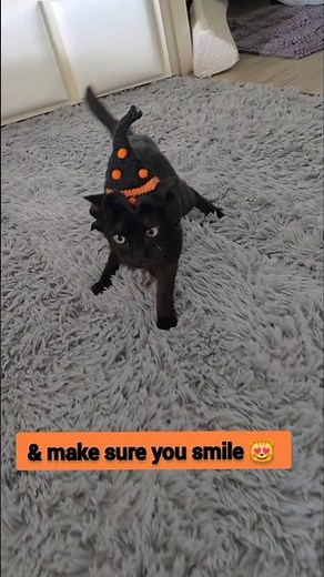 The Wobbly Wizard welcomes you to Halloween Eve 🎃 #cat #cerebellarhypoplasia #halloween #scary