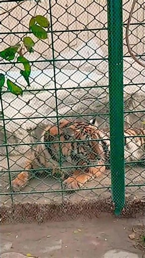 Theme Park Multan ke Tigers #ahmadbabu2017 #funny #comedy