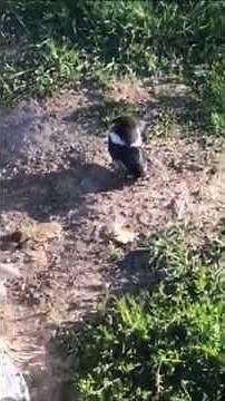 Bird gets crushed by horse