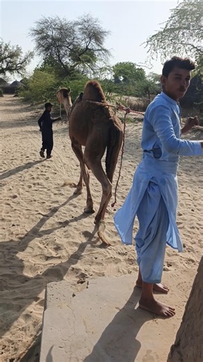 Desert people drawing water from camels