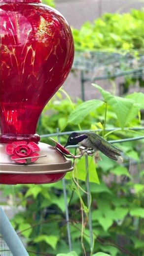 Up Close with Arizona’s Purple Hummingbird. #birds #nature #wildlife #animals #arizona #hummingbird