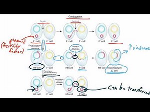 Bacterial Genetics for the USMLE Step 1