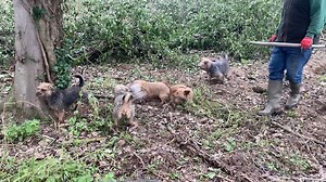 9.2M views · 98K reactions | Rats eat their way into trees. This, in...