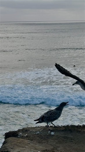 Bird alone