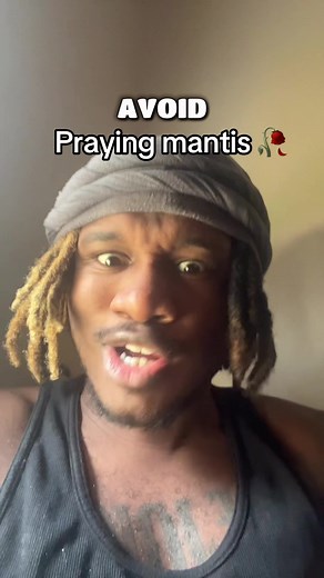 Understanding Praying Mantises and Their Behavior