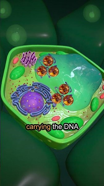 How does a gene gun work?🧬