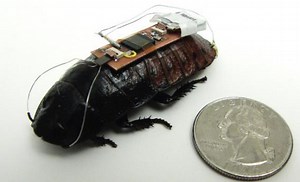 Here Come the Remote-Control Cyborg Cockroaches To Save the Day
