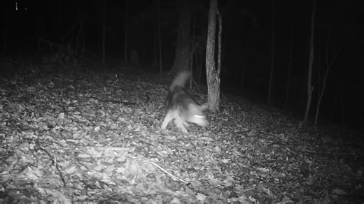 Coyote spooked by light on camera