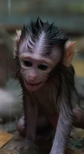 Emotional Monkey Story – Mother and Baby Monkey Love in the Jungle 🥺🐒#monkey #babymonkey #cutemonkey