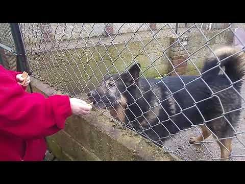 95KG German Shepherd cross malamute BEAST!!