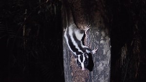4.2K views · 89 reactions | Following on from the pics here are a few clips of the rarely filmed Striped Possums doing their thing. Watch with the sound up for some possum on possum arguments, plus a possum heading into a hole, and a cheeky Long-nosed Bandicoot harsassing both the possum and a Fawn-footed Melomys! | Wild Discovery | Facebook
