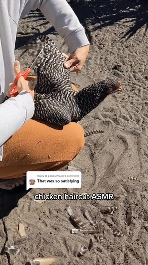 Relaxing ASMR Chicken Petting and Haircut | Jessenia Rabbit