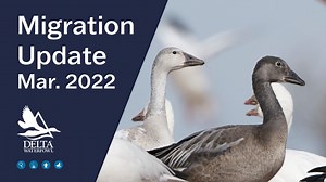 It's "Snow" time! Get the latest migration updates from Delta Waterfowl and find the birds. Learn more at our website, https://deltawaterfowl.org. | Delta Waterfowl Foundation
