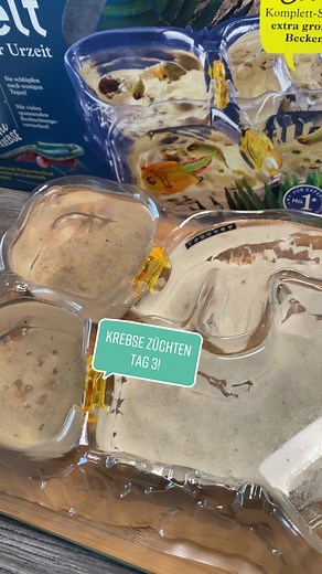 Triops züchten, Tag 3! Sie wachsen Sooo schnell!!!