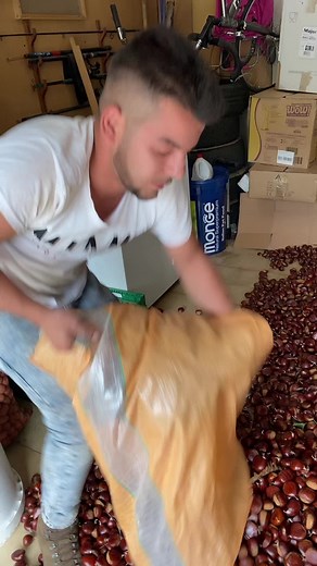 Chestnut Sorting Process in Storage Area