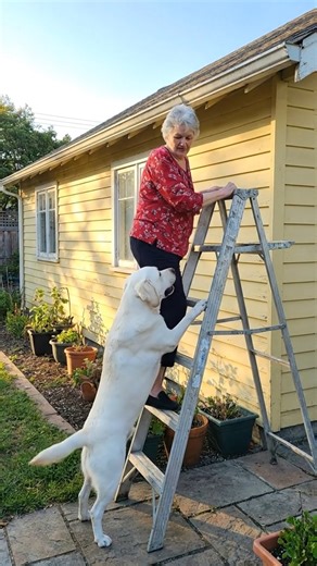 I was halfway up the ladder trimming dead branches when my dog suddenly bit my pant leg and yanked me down. At the time, I thought he’d lost his mind. I had no idea he was trying to save my life. That morning felt wrong from the start. The sky was a dull gray blanket, the air thick and unmoving, the kind that presses against your skin. It smelled like rain, heavy and impatient. Still, I decided not to delay. The old apple tree beside the house had been shedding dry branches for weeks, and I want