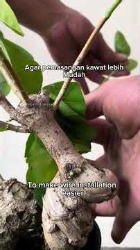 Documentation in five month process of making bonsai #bonsai #garden #plants #diy #craft #nature