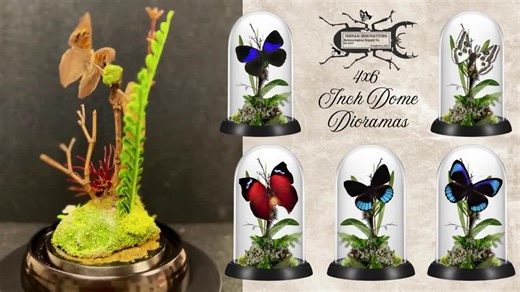 REAL - Giant Leopard Moth Diorama - 6x4 Inch Cloche Display - Hypercompe Scribonia, USA - Etsy