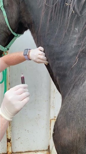 skill 40 equine IV venipuncture/injection