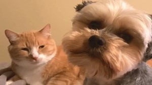 Couple couldn't believe what their cat was doing for the dog Thanks to @ThatDoggoSarge for the interview | GeoBeats Animals