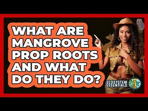 What Are Mangrove Prop Roots And What Do They Do? - Ecosystem Essentials