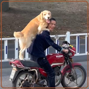 These dogs are smarter than you. | 9GAG Cute