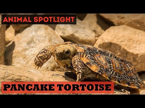 Animal Spotlight | Pancake Tortoise