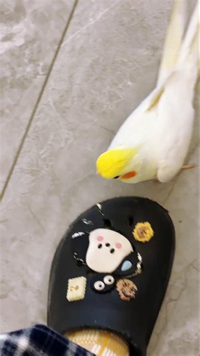 Crazy cute attack on the favorite chew toy! 🦜👟😜 #cockatielscraze