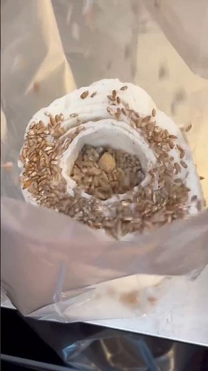 We Grew Oyster Mushrooms on Toilet Paper! Science Project #shorts