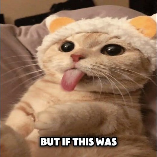 Send this to your friend💕💀 #cat #meme #funny