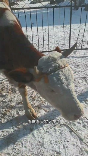 Title: Witness the Magnificent Flower Cow: Early Door Surprise