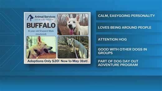 2 the rescue: Meet Buffalo