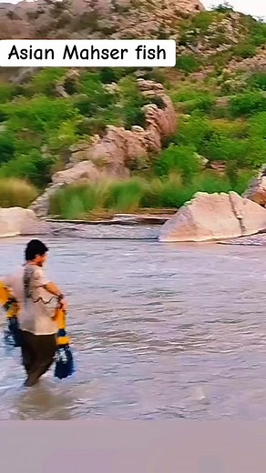 asian mahser fish caught in the net I love mahser fishing  #fishingvlog #mahserfish #fishingtiktok #fishingvideos | Ear Hug | Facebook